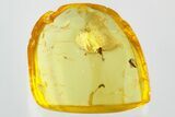 True Midge (Chironomidae) w/ Attached Phoretic Mite in Baltic Amber #330684-1